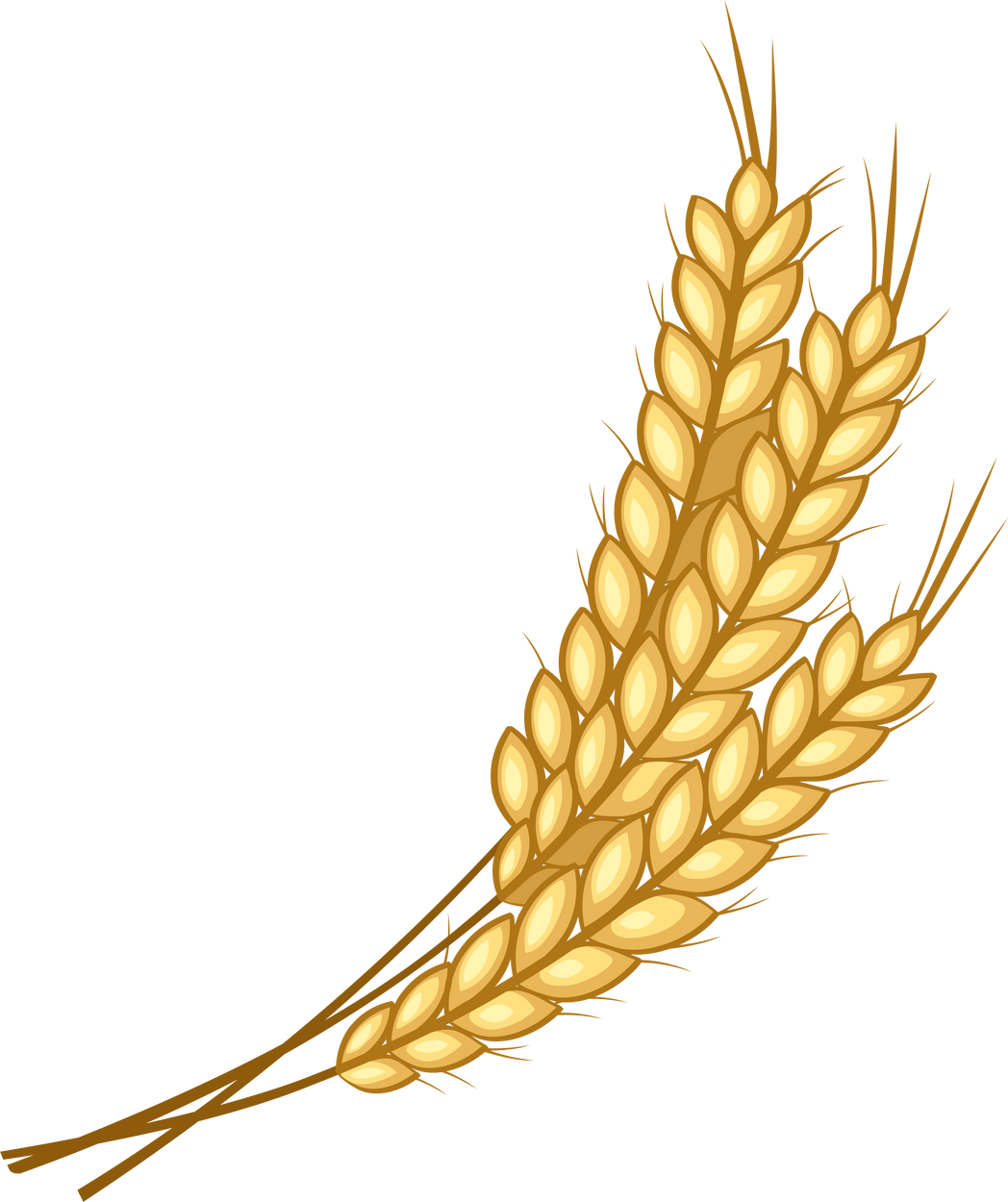 Organic Wheat Illustration